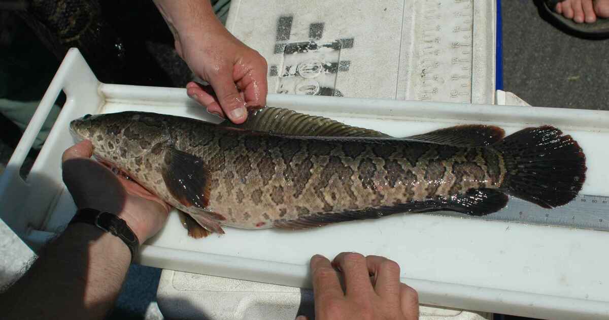 Appetizing new name is latest attempt to slow invasive fish in Appetizing new name is latest attempt to slow invasive fish in
